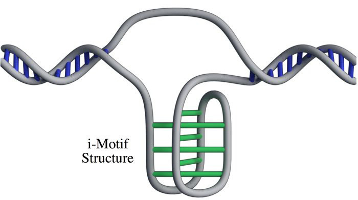 [Image: 019-dna-i-motif-structure-living-cells-1...226292.jpg]