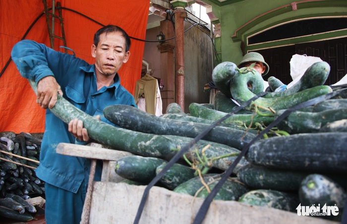 Bí xanh 2.000 đồng/kg vẫn ‘bí’ đầu ra - Ảnh 3.