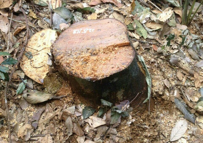 Thêm vụ phá rừng sản xuất ở Thanh Hóa - Ảnh 5. Thêm vụ phá rừng sản xuất ở Thanh Hóa - Ảnh 5.