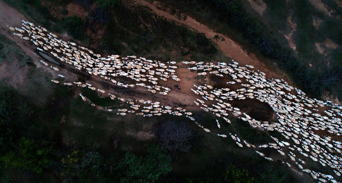 Đàn cừu trở về ở Ninh Thuận nổi bật trên National Geographic - Ảnh 1.