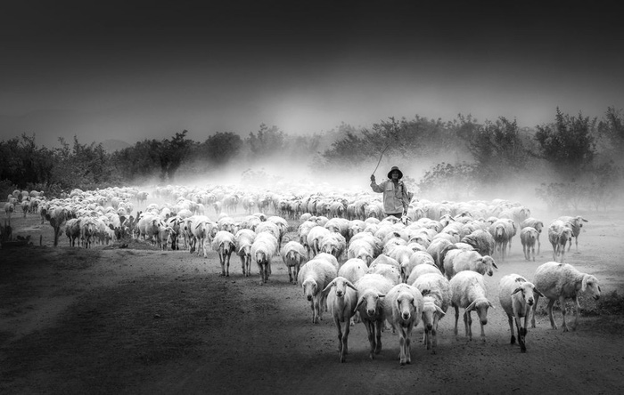 Đàn cừu trở về ở Ninh Thuận nổi bật trên National Geographic - Ảnh 5.