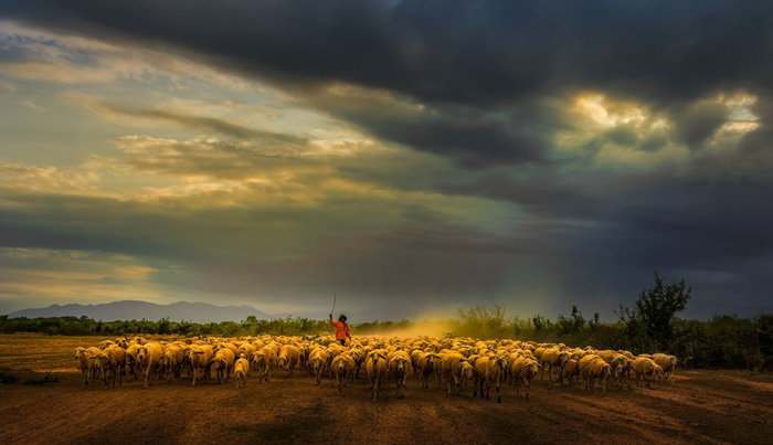 Đàn cừu trở về ở Ninh Thuận nổi bật trên National Geographic - Ảnh 4.