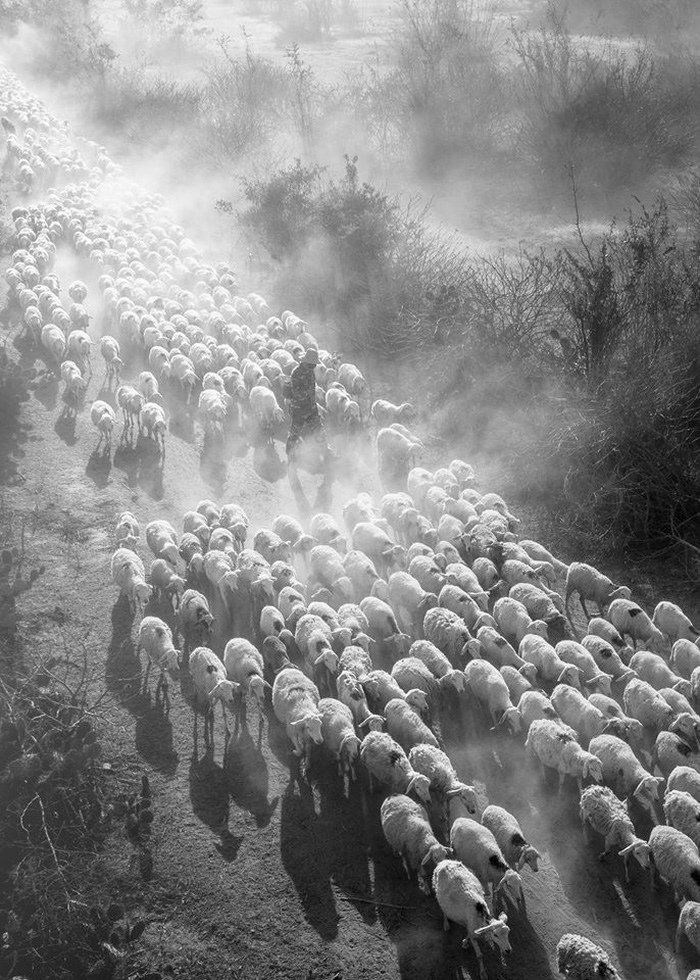 Đàn cừu trở về ở Ninh Thuận nổi bật trên National Geographic - Ảnh 2.