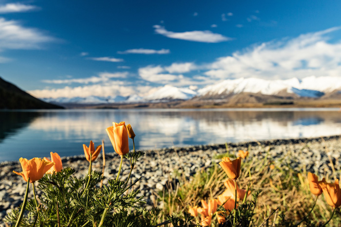 New Zealand - mùa thu mê đắm lòng người - Ảnh 5.