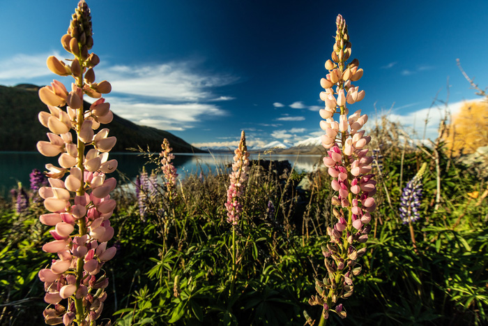 New Zealand - mùa thu mê đắm lòng người - Ảnh 6.