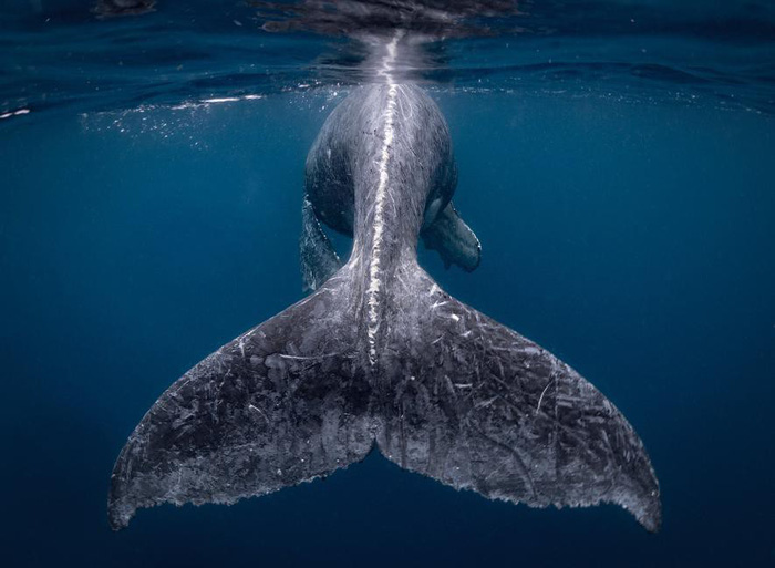 Ảnh chụp đuôi cá voi lưng gù đoạt giải ảnh du lịch NatGeo 2018 - Ảnh 1.