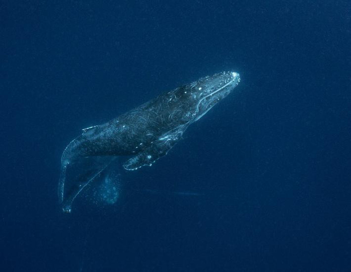 Ảnh chụp đuôi cá voi lưng gù đoạt giải ảnh du lịch NatGeo 2018 - Ảnh 4.