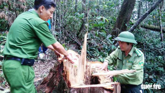 Xét xử phó đồn trưởng biên phòng đạo diễn phá rừng pơmu - Ảnh 5.