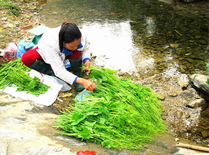 Đặc sản rau su su trên núi Tây Thiên - Ảnh 2.