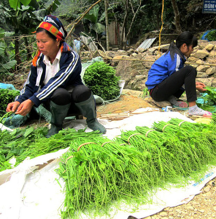 Đặc sản rau su su trên núi Tây Thiên - Ảnh 5.