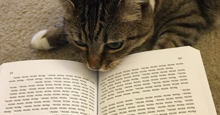 200.000 đồng cho cuốn sách viết bằng ngôn ngữ loài mèo