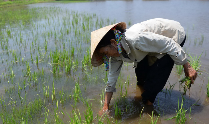 Đầu tư cho ĐBSCL: đã ít lại còn phập phù - Ảnh 1.