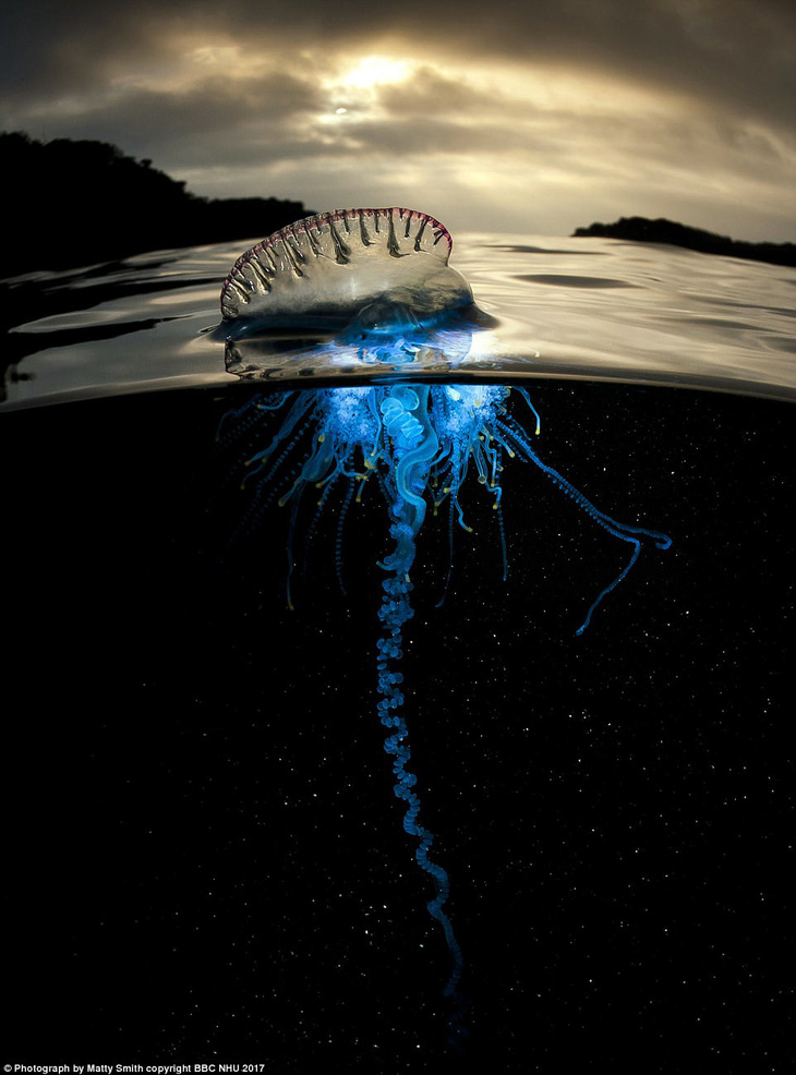 Nghẹt thở sinh vật biển sống động trong Blue Planet II - Ảnh 3.