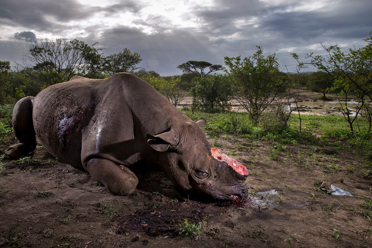 Ảnh tê giác đen bị cưa sừng thắng giải ảnh quốc tế 2017 - Ảnh 1.