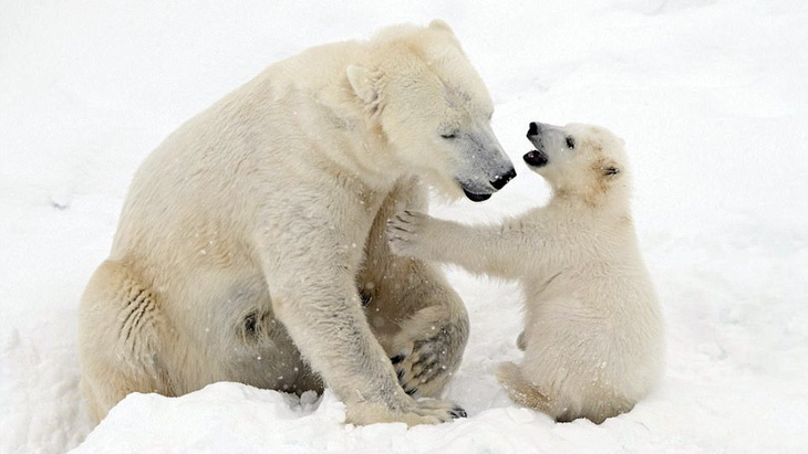 Ảnh mẹ con gấu Bắc cực sưởi ấm trái tim - Ảnh 1.