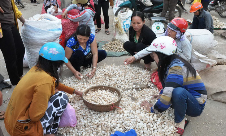 Có nên trồng tỏi voi Nhật Bản ở Lý Sơn? - Ảnh 1.