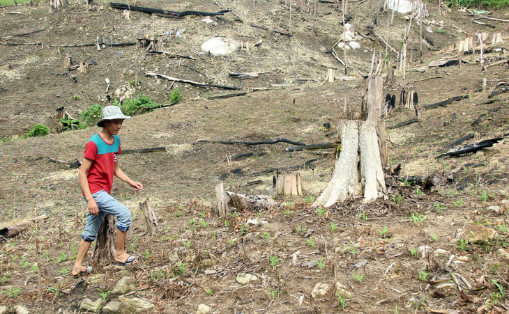 Đắk Nông: Hàng trăm cán bộ cấp đất rừng sai quy định - Ảnh 1.