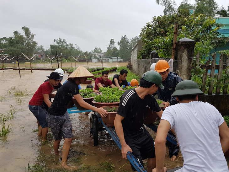 Giải cứu hoa cúc - Ảnh 1.