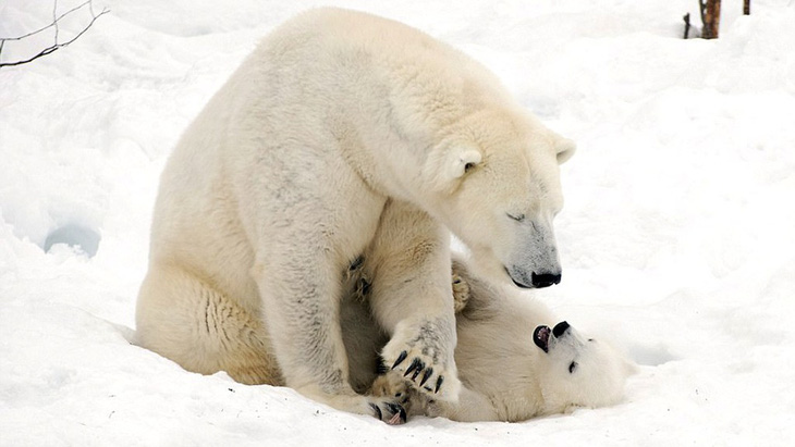 Ảnh mẹ con gấu Bắc cực sưởi ấm trái tim - Ảnh 7.