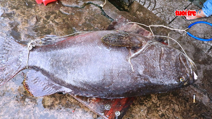 Ngư dân Phú Quốc câu được cá mú nặng hơn 55kg