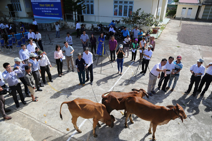 Tặng 15 bò giống cho các gia đình khó khăn ở Kon Tum - Ảnh 1.