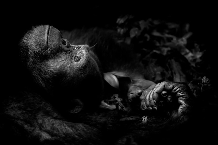 Ảnh tê giác đen bị cưa sừng thắng giải ảnh quốc tế 2017 - Ảnh 2.