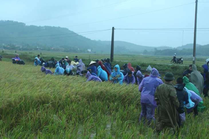 Hàng ngàn đoàn viên thanh niên Thanh Hóa giúp dân gặt lúa chạy lụt - Ảnh 2.