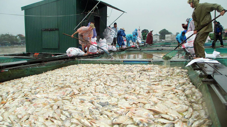 Hàng trăm tấn cá nuôi lồng trên sông Bồ chết trắng do lũ - Ảnh 1.