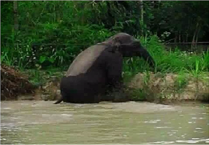 Sơn La: Dân hoang mang khi voi rừng xuống bản tắm ao - Ảnh 1.