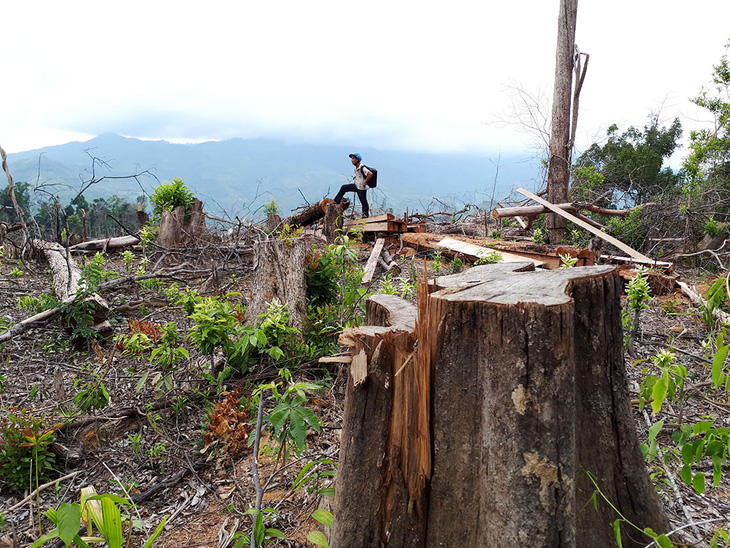 7 năm, hơn 50 vụ phá rừng phòng hộ ở Quảng Nam - Ảnh 2.