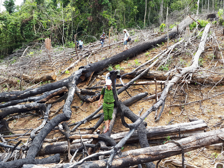 Đình chỉ khởi tố nhiều vụ phá rừng do không xác định bị can - Ảnh 1.