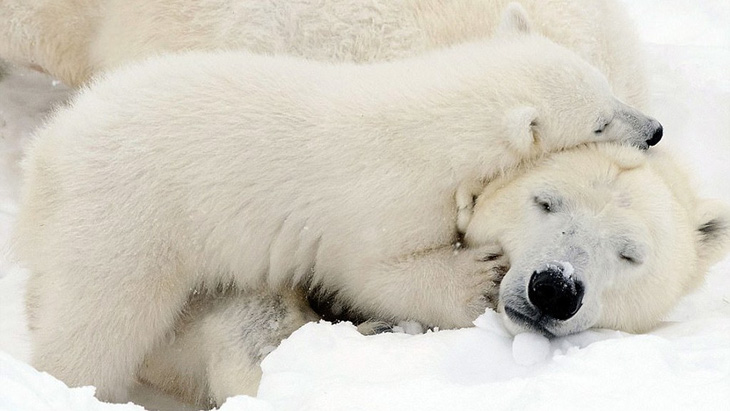 Ảnh mẹ con gấu Bắc cực sưởi ấm trái tim - Ảnh 9.