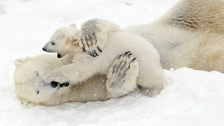 Ảnh mẹ con gấu Bắc cực sưởi ấm trái tim - Ảnh 10.