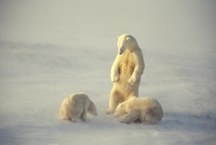 Rơi nước mắt với clip gấu Bắc Cực lục rác tìm thức ăn - Ảnh 2.