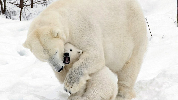 Ảnh mẹ con gấu Bắc cực sưởi ấm trái tim - Ảnh 12.