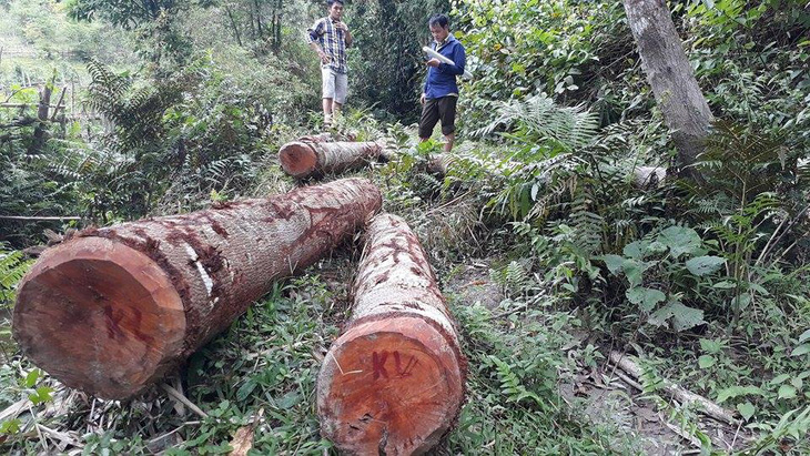 Cách chức trưởng ban tuyên giáo huyện chuyển đổi rừng trái phép - Ảnh 1.