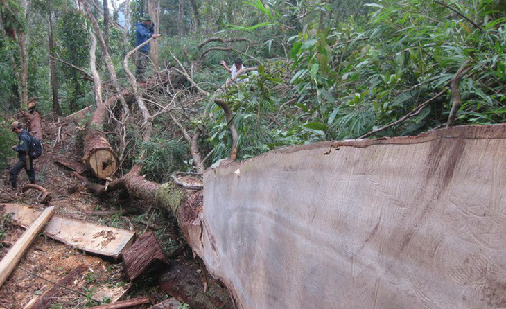 Bắt hai trạm trưởng bảo vệ rừng ở Nghệ An - Ảnh 1.