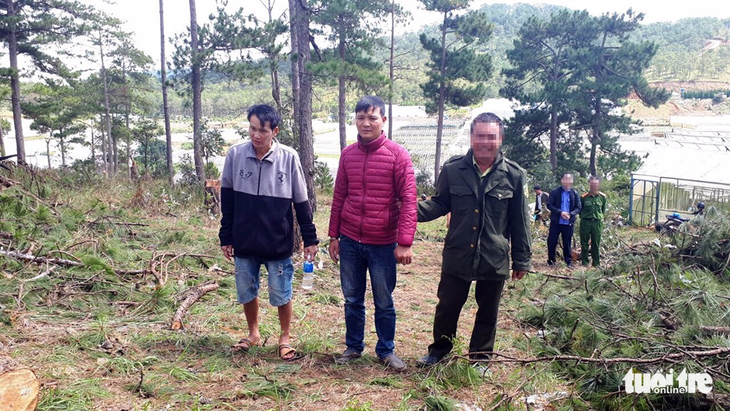 Bắt hai người trong nhóm lâm tặc chặt 20 cây thông 40 tuổi - Ảnh 1.