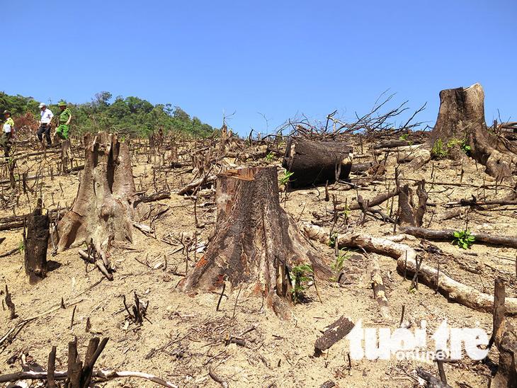Cận cảnh 44ha rừng bị xóa sổ ở Bình Định - Ảnh 8.