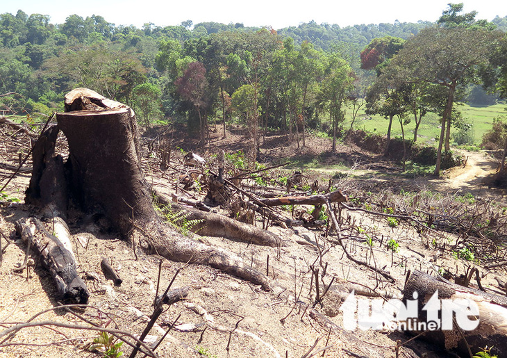 Cận cảnh 44ha rừng bị xóa sổ ở Bình Định - Ảnh 9.
