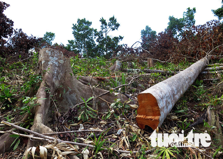 Cận cảnh 44ha rừng bị xóa sổ ở Bình Định - Ảnh 12.