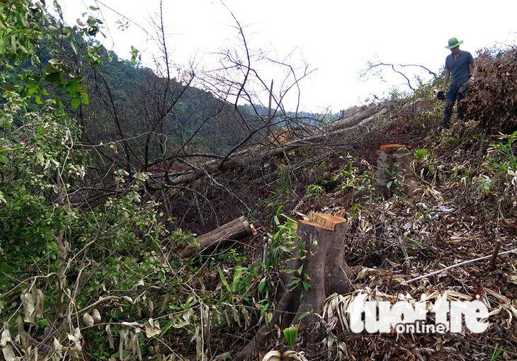 Cận cảnh 44ha rừng bị xóa sổ ở Bình Định - Ảnh 13.