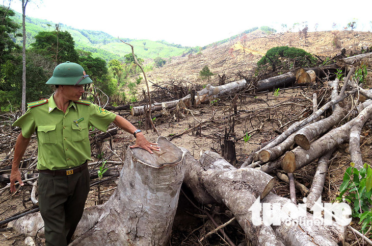 Cận cảnh 44ha rừng bị xóa sổ ở Bình Định - Ảnh 15.