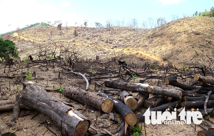 Cận cảnh 44ha rừng bị xóa sổ ở Bình Định - Ảnh 17.