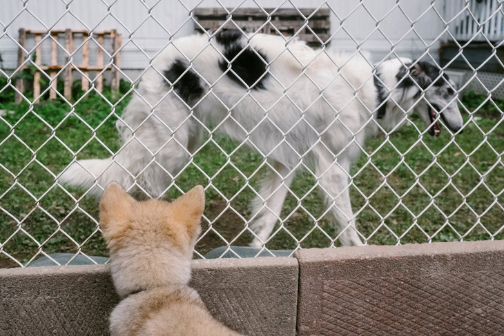 Có thể thuần hóa chó sói thân thiện như chó nhà? - Ảnh 1.