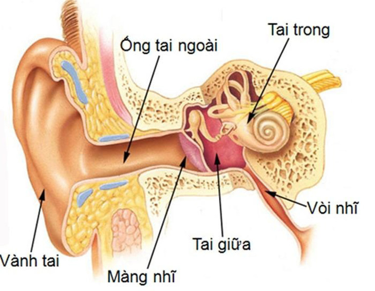 Viêm ống tai ngoài và viêm tai giữa - Ảnh 1.