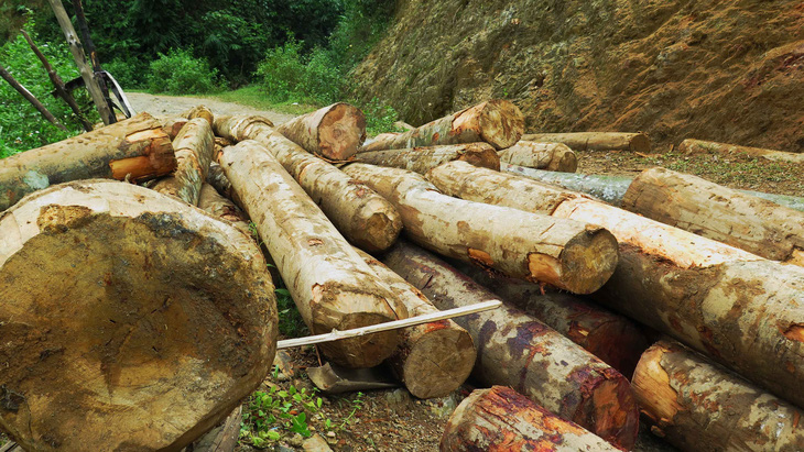 Kỷ luật khiển trách kiểm lâm để mất rừng ở Lào Cai, Yên Bái - Ảnh 5.