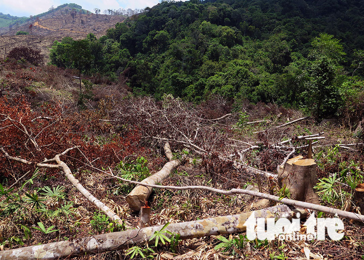 Cận cảnh 44ha rừng bị xóa sổ ở Bình Định - Ảnh 3.