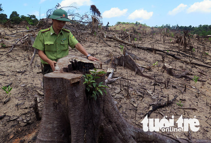 Cận cảnh 44ha rừng bị xóa sổ ở Bình Định - Ảnh 4.