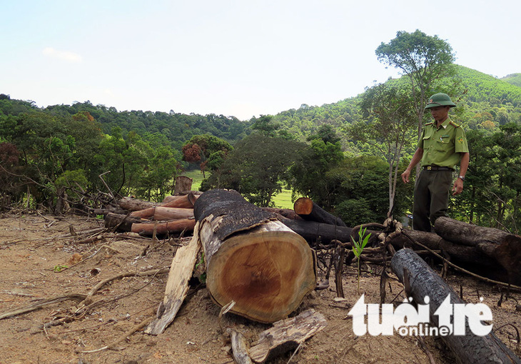 Cận cảnh 44ha rừng bị xóa sổ ở Bình Định - Ảnh 6.